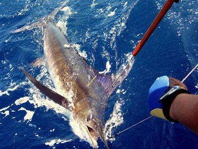 Tag and Release of Billfish — Yes or No?