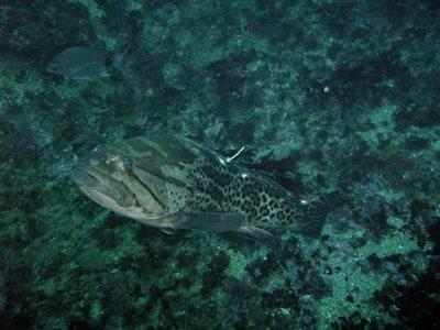 Monitoring groupers in South Africa
