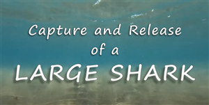 NEW VIDEO - Capture and Release of a Large Shark